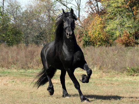 Black Horse wallpaper | 1400x1050 | #74509