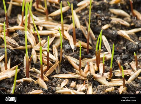 Grass-seed-germination-time-lapse