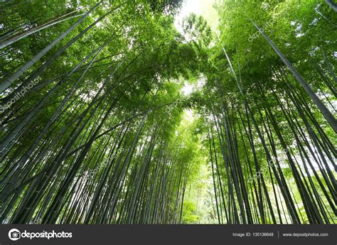 Arashiyama bamboo forest — Stock Photo © leungchopan #135136648