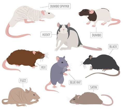 Pet Rat Breed & Varieties: Types of Pet Rats (Pictures) | Pet rats, Types of pet, Types of rats