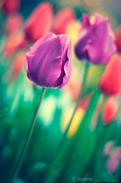 Stunning Springtime Photography: Top 40 Captivating Images - Hongkiat