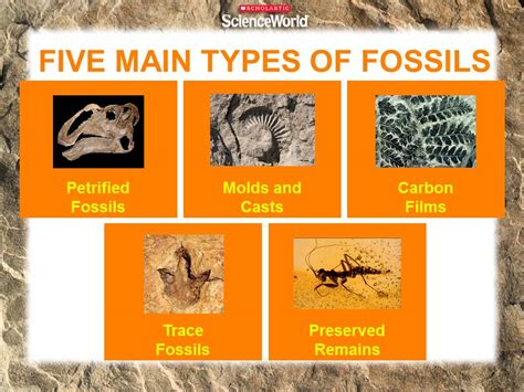 Fossils - Ms. Poston's 3rd Grade Class
