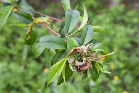 Peach leaf curl: how to identify, treat & prevent - Plantura