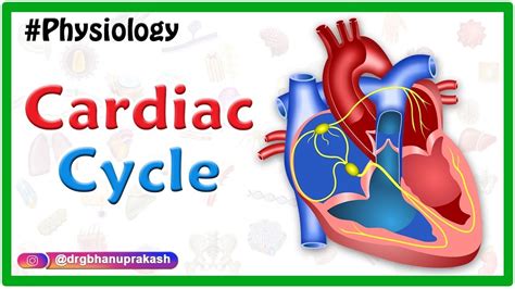 Cardiac cycle animation : Cardiovascular physiology - YouTube