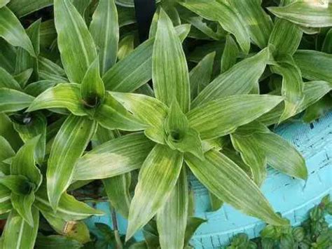 Grow Callisia fragrans plants in pot or in Outdoor Garden