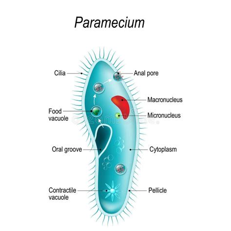 Structure Of A Paramecium