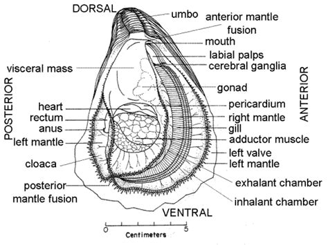 Oyster Adductor Muscle