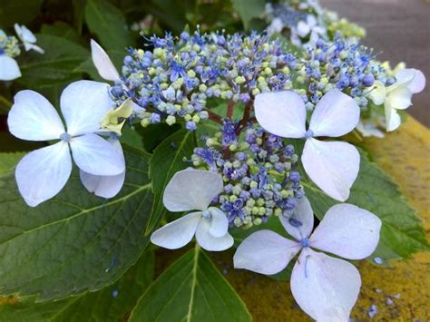 Japanese Blue Hydrangea Flower And Bud Stock Photos, Pictures & Royalty ...