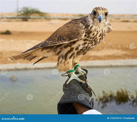 Falcon Bird Falconry Hunt Qatar Stock Photo - Image of place, bird: 172973914