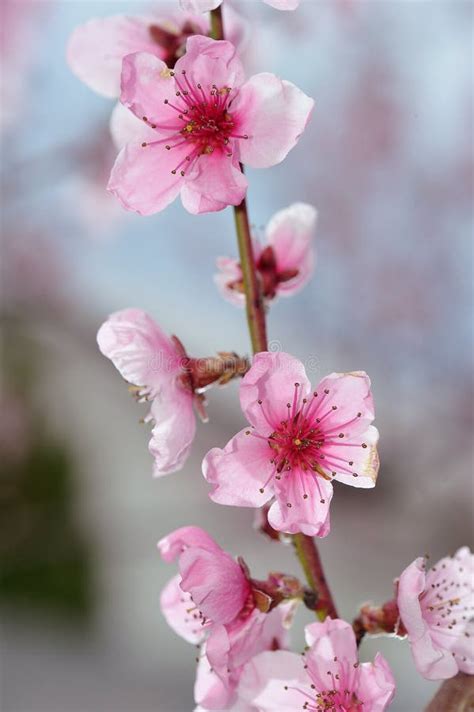 Peach Blossom Closeup on Blurred Greenery Stock Photo - Image of plant, florescence: 90730964