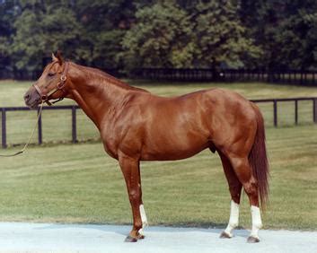 Secretariat (horse) - Wikipedia