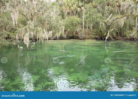 Manatee at Blue Springs State Park Stock Image - Image of fall, water ...