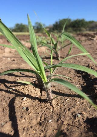 Florida Paspalum | Native American Seed