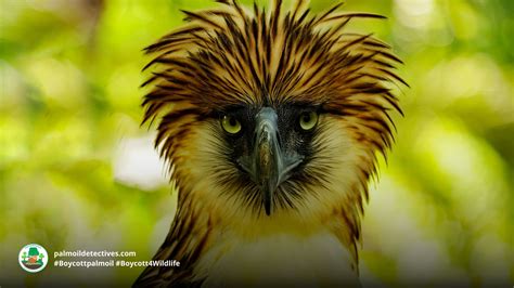 Philippine Eagle Wingspan