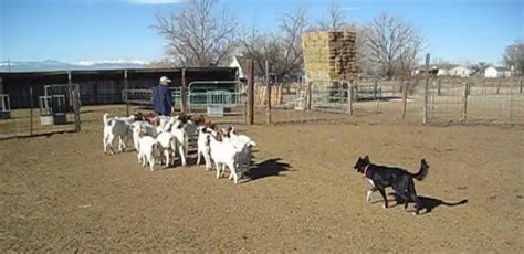 Dog Training Update: Herding Challenges