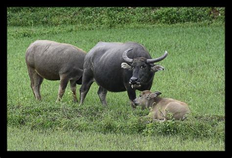 Huế VN - Water buffalo | The water buffalo or domestic Asian… | Flickr