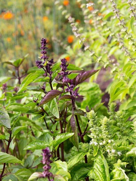 Premium Photo | Basil plants with flowers