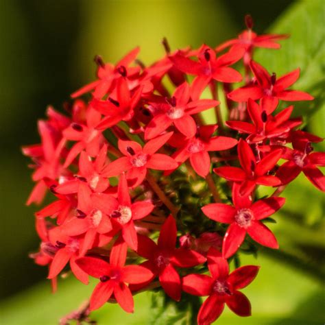 10 plantas de color rojo para decorar tu casa | Architectural Digest