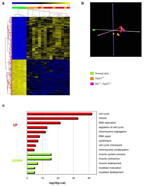 Gene expression profiling of mouse p53-deficient epidermal carcinoma defines molecular ...