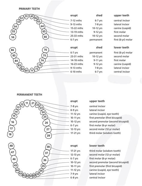 20 Free Printable Baby Teeth Eruption Charts (Word, PDF)