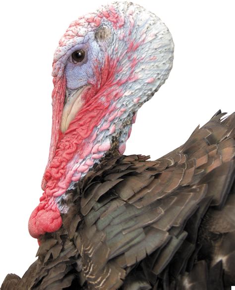 Turkey bird PNG