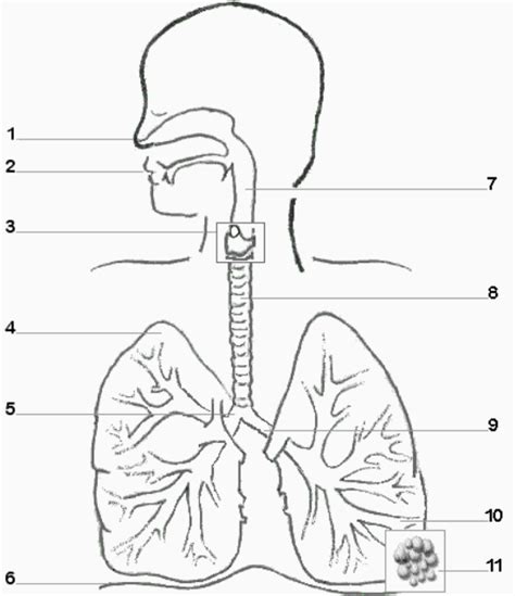 The Respiratory System: Parts of the Respiratory System Diagram | Quizlet