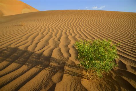 Rub' al Khali - Ripple Marks (4) | Dhofar | Pictures | Oman in Global ...