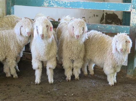 Breaking Video: Goats Thrown, Cut, Killed for Mohair—Help Them Now!