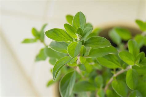 How to Grow Sweet Marjoram