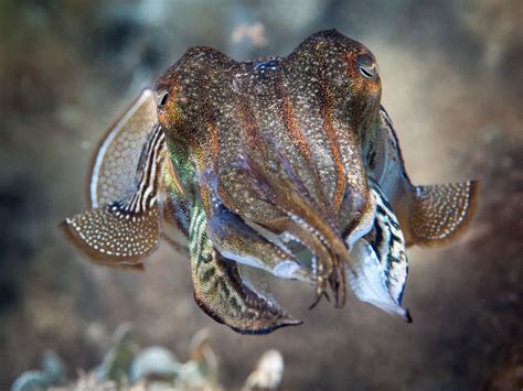 Ship noise makes cuttlefish change color | Science | AAAS