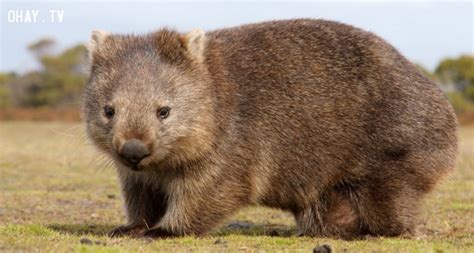 Khám phá cách loài gấu wombat tạo ra những “sản phẩm” có một không hai ...