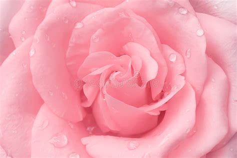 Beautiful Light Pink Rose Flowers Fresh Sweet Petal Patterns with Water ...