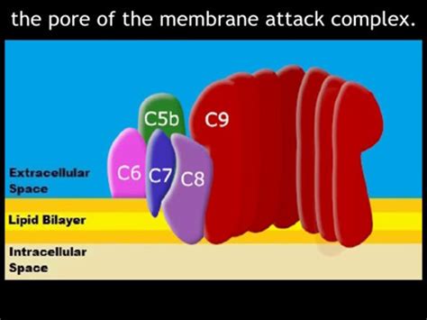 Formation of Membrane Attack Complexes - YouTube