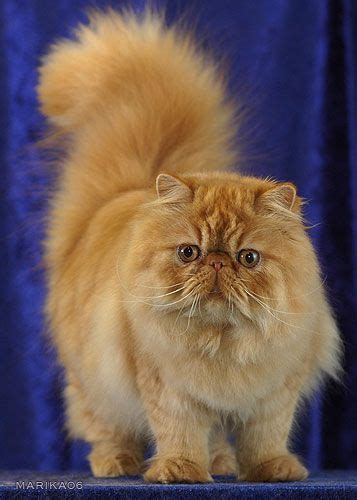 persians - Persian Cats Photo (34588912) - Fanpop