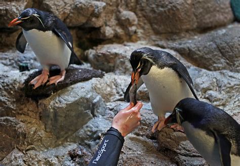 Now you can visit the New England Aquarium 24 hours a day via live webcam
