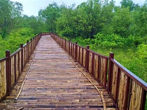 Tempat Wisata Mangrove Surabaya - petawisata.id