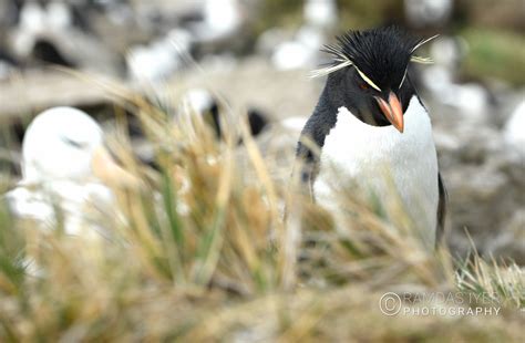 Falkland Islands Wildlife – Ramdas Iyer Photography