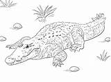 American Crocodile Coloring Page  Free Printable Pages For Kids sketch template