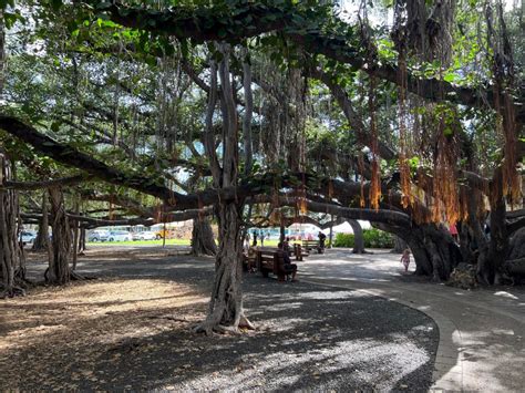 Lahaina Banyan Tree Fire 2024 - Adore Melisent