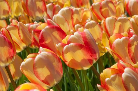 COLORBLENDS | Perennial Tulips