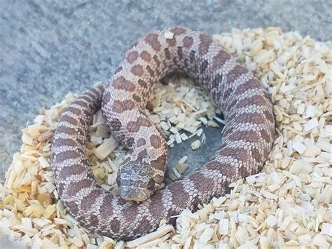 10 Western Hognose Snake Morphs - Reptile World Facts Western Hognose ...