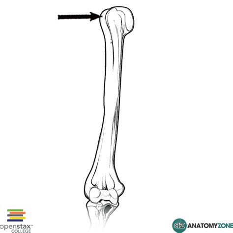 Greater Tubercle Of Humerus Muscles That Attach