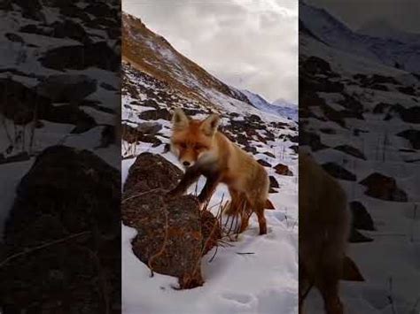 Lomdi,Short,Fox#animal #wildlife #shorts - YouTube