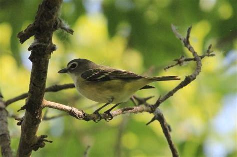 Magee Marsh Wildlife Area (Oak Harbor) - 2021 All You Need to Know BEFORE You Go (with Photos ...