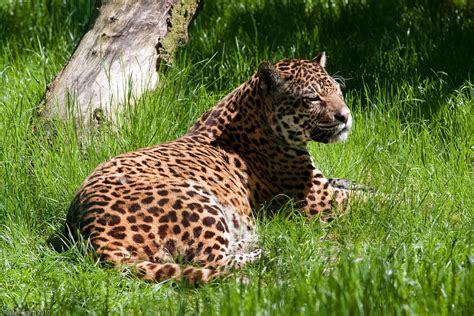 File:Panthera onca -Amazona Zoo, Cromer, Norfolk, England-8a.jpg - Wikipedia, the free encyclopedia
