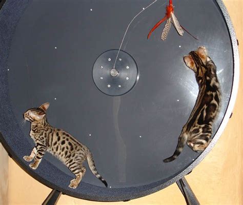 Diy Cat Treadmill / Found on Google from quora.com | Cat exercise wheel ...