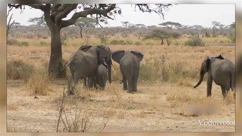 Animals Fight Powerful Lion vs Elephant - YouTube