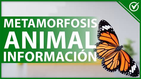 🦋 METAMORFOSIS ANIMAL - Qué es, fases y cuáles son los animales que la ...