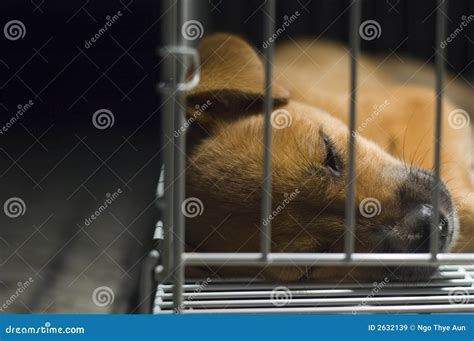 Brown Puppy Sleeping In Cage Royalty Free Stock Images - Image: 2632139