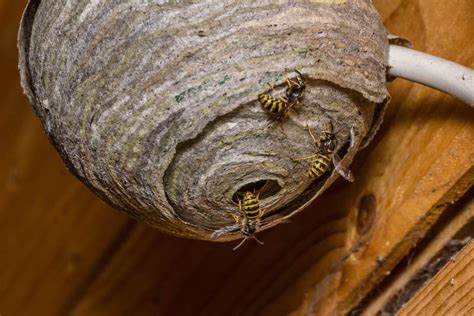 How to Get Rid of a Wasp or Bee Nest in 5 Steps | SafeBee